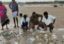Olive Ridley hatchlings released into sea at Suryalanka