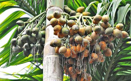  Arecanut