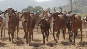 Women‑led dairy firms in Uttar Pradesh generate over ₹5,700 crore