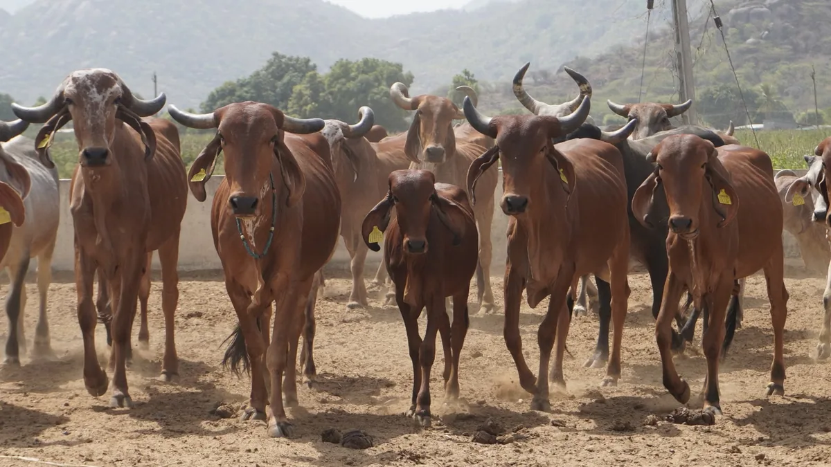 Women‑led dairy firms in Uttar Pradesh generate over ₹5,700 crore