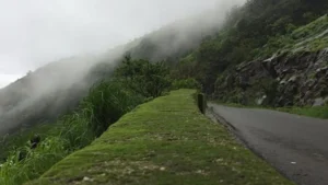 Environmentalists urge public review before 7,540 trees felled in Charmadi Ghat road project