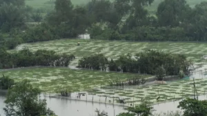 Sowmiya Anbumani urges Pallikaranai wetland notification under 2017 Rules